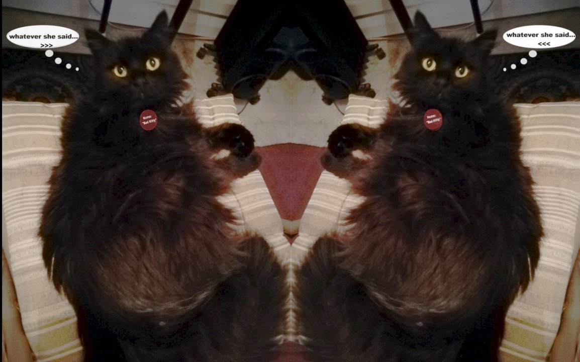 kittyecho.thumb.jpg.f5630a7cd98feab0d7b95ffc1eceef2d.jpg